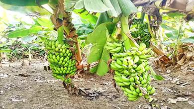 ملاك بساتين الموز بابين لـ"الأيام":نواجه تجاهل من السلطة والمنظمات توهم المزارعين بمشاريع وهمية